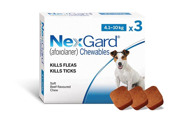 2 Tips Memberikan Obat Kutu, NexGard pada Anjing Kesayangan Anda!
